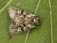 Lacanobia thalassina 2, W-uil, Saxifraga-Marijke Verhagen