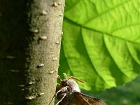 Laothoe populi, Poplar Hawk-moth