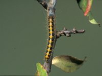 Lasiocampa quercus 1, Hageheld, juvenile, Saxifraga-Frits Bink