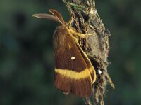 Lasiocampa quercus 6, Hageheld, Vlinderstichting-Nely Honig