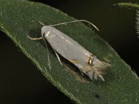 Leucoptera spartifoliella #12717m : Leucoptera spartifoliella