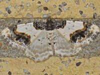 Ligdia adustata #42423 : Ligdia adustata, aangebrande spanner