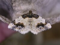 Ligdia adustata 4, Aangebrande spanner, Saxifraga-Peter Meininger