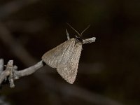 Lignyoptera fumidaria 1, Saxifraga-Peter Gergely