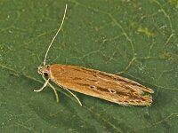 limnaecia phragmitella 2, Saxifraga-Zoran-Bozovic