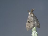 Lymantria dispar 6, Plakker, male, Saxifraga-Frits Bink