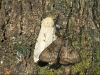 Lymantria dispar 7, Plakker, pair, Saxifraga-Frits Bink