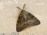 Plakker, Gypsy Moth, Lymantria dispar : nachtvlinder