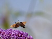 Macroglossum stellatarum 33, Kolibrivlinder, Saxifraga-Jan Nijendijk