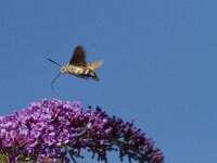 Macroglossum stellatarum 34, Kolibrivlinder, Saxifraga-Jan Nijendijk