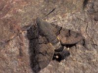Macroglossum stellatarum 6, Kolibrievlinder, Saxifraga-Frits Bink