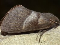 Macrothylacia rubi 11, Veelvraat, Saxifraga-Foto Fitis-Adriaan Dijksen