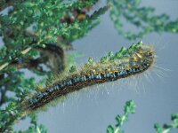 Malacosoma castrensis 3, Heideringelrups, Saxifraga-Frits Bink