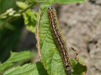 Malacosoma neustria 19, Ringelrups, Saxifraga-Joep Steur