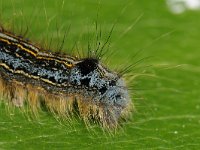 Malacosoma neustria 01 #43420 : Malacosoma neustria, The Lackey, Ringelrups, caterpillar
