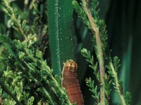 Mamestra brassicae 1, Kooluil, Vlinderstichting-Nely Honig