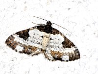 Melanthia procellata 1, Witvlekbosrandspanner, Saxifraga-Peter Gergely