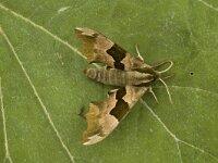 Mimas tiliae 6, Lindepijlstaart, male, Saxifraga-Marijke Verhagen