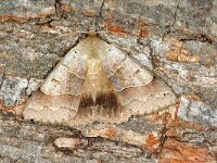 Minucia lunaris 3, Grijs weeskind, Saxifraga-Peter Gergely