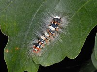 Moma alpium 5, Gevlekte groenuil, Saxifraga-Ab H Baas