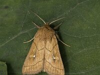 Mythimna conigera 3, Eenstreepgrasuil, Saxifraga-Marijke Verhagen