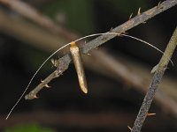 Nematopogon swammerdamella #06492 : Nematopogon swammerdamella, male