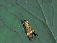 Nemophora degeerella 2, Saxifraga-Frits Bink