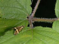 Nemophora degeerella # 02129 : Nemophora degeerella, male