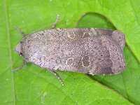 Noctua comes 6, Volgeling, Saxifraga-Peter Meininger