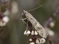 Nomophila noctuella : Nomophila noctuella