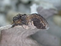 Notodonta tritophus 1, Wilgentandvlinder, Saxifraga-Peter Meininger