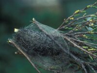 Olene fascelina 3, Vlinderstichting-Nely Honig