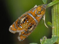 Olethreutes arcuella 2, Geisha, Saxifraga-Ab H Baas