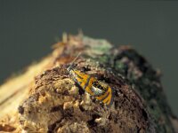 Olethreutes arcuella 3, Geisha, Saxifraga-Frits Bink