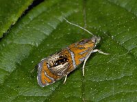 Olethreutes arcuella 4, Geisha, Saxifraga-Ab H Baas