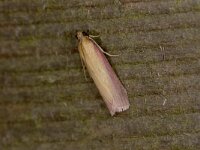 Oncocera semirubella 3, Prachtmot, Saxifraga-Peter Gergely