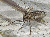 Operophtera brumata #41169..84 : Operophtera brumata, Kleine wintervlinder, female