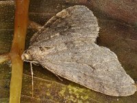 Operophtera brumata #41121 : Operophtera brumata, Kleine wintervlinder, Winter moth