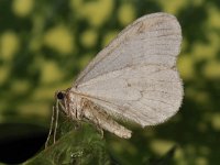 Operophtera brumata 17, Kleine wintervlinder, Saxifraga-Ab H Baas