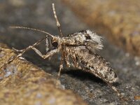 Operophtera brumata 19, Kleine wintervlinder, Saxifraga-Ab H Baas