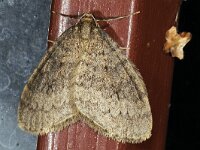 Operophtera brumata 21, Kleine wintervlinder, Saxifraga-Ab H Baas