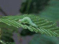 Operophtera brumata 4, Kleine wintervlinder, Saxifraga-Frits Bink