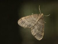 Operophtera brumata 6, Kleine wintervlinder, male, Saxifraga-Jan van der Straaten