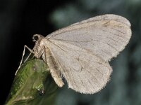 Operophtera brumata 02 #41078 : Operophtera brumata, Kleine wintervlinder