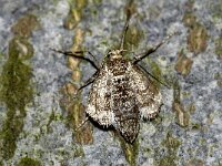 Operophtera fagata 5, Berkenwintervlinder, Saxifraga-Peter Gergely