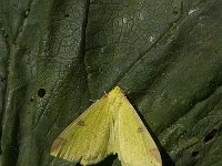 Opisthograptis luteolata 5, Hagedoornvlinder, Saxifraga-Marijke Verhagen