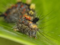 Orgyia antiqua 01 #12401 : Orgyia antiqua, Witvlakvlinder, Rusty tussock moth, caterpillar