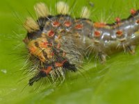 Orgyia antiqua 01 #12402 : Orgyia antiqua, Witvlakvlinder, Rusty tussock moth, caterpillar