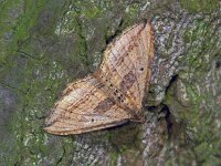 Orthonama vittata, Oblique Carpet