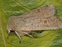 Orthosia spec 02 #42124 : Orthosia cruda, kleine voorjaarsuil, Small quaker
